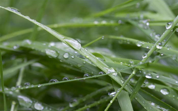 Grünes Gras, nach dem regen, Wassertropfen Hintergrundbilder Bilder