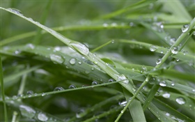 Grünes Gras, nach dem regen, Wassertropfen
