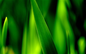 Grünes Gras Klingen Makro HD Hintergrundbilder