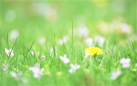 Grünes Gras, gelbe Blume, Bokeh HD Hintergrundbilder