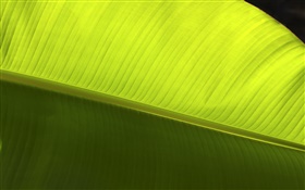 grünes Blatt Makro Nahaufnahme HD Hintergrundbilder