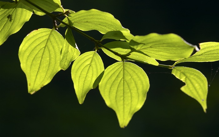 grüne Blätter close-up, schwarzer Hintergrund Hintergrundbilder Bilder