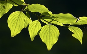 grüne Blätter close-up, schwarzer Hintergrund HD Hintergrundbilder