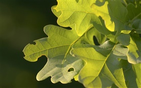 Grüne Blätter, Makro-Fotografie
