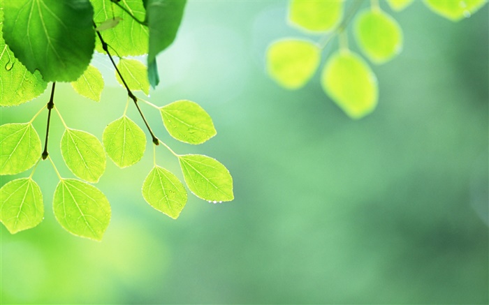 Grüne Blätter, Zweige, Wassertropfen Hintergrundbilder Bilder