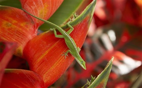 Grüne Eidechse, roten Blütenblätter HD Hintergrundbilder