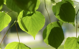Grüne Liebe Herzen Blätter HD Hintergrundbilder