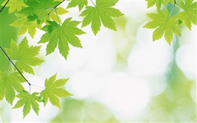 Grüne Ahornblätter, Bokeh HD Hintergrundbilder