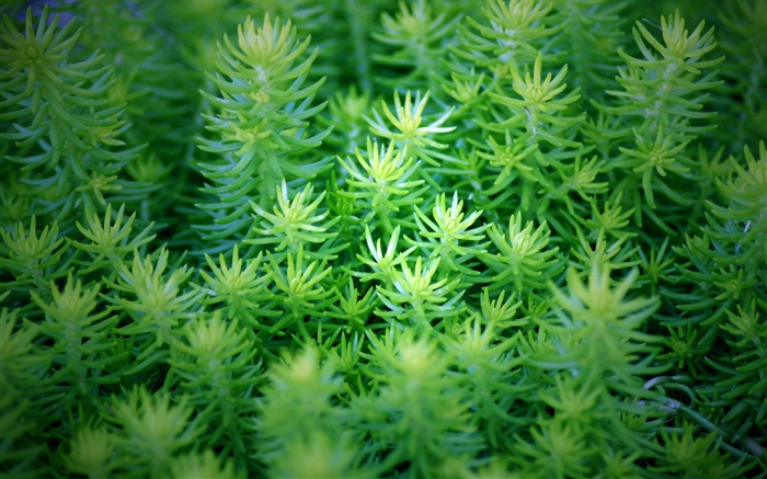 Grüne Pflanzen close-up Hintergrundbilder Bilder