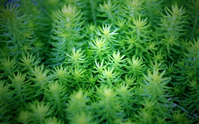 Grüne Pflanzen close-up