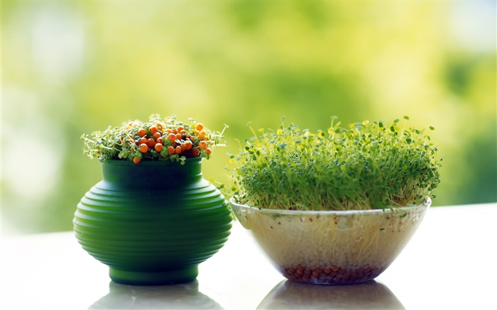 Grüne Triebe und Beeren, Bonsai-close-up Hintergrundbilder Bilder