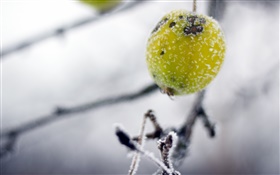 Grün, Wildobst, winter, frost HD Hintergrundbilder