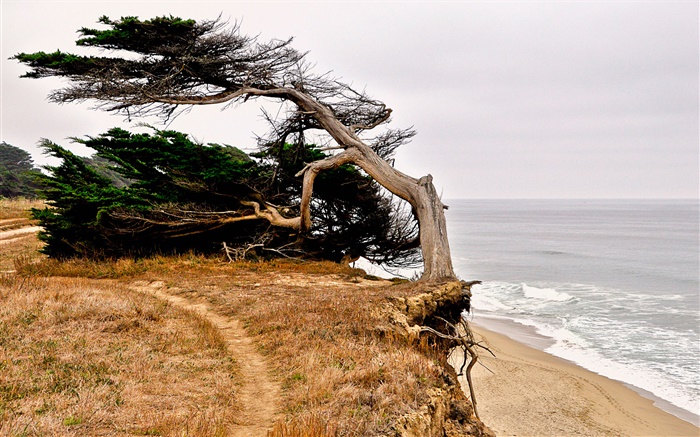 Half Moon Bay, Kalifornien, USA, Küste, Baum Hintergrundbilder Bilder