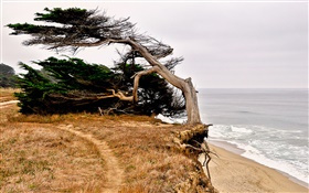 Half Moon Bay, Kalifornien, USA, Küste, Baum HD Hintergrundbilder