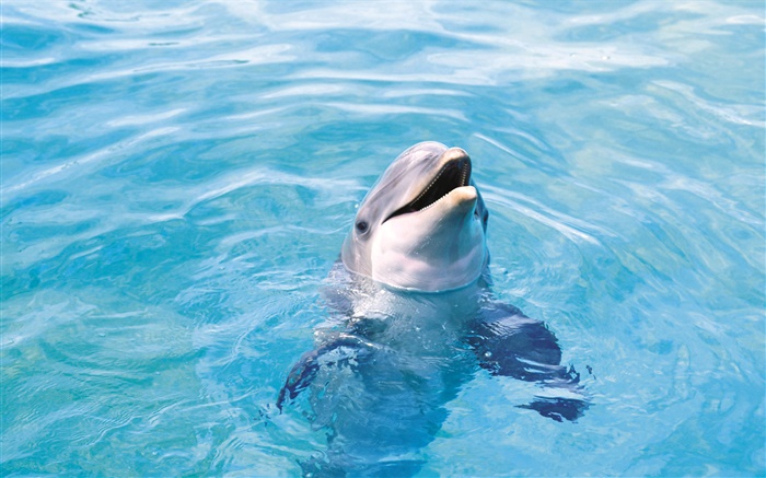 Glücklicher Delphin, blaues Meer Hintergrundbilder Bilder