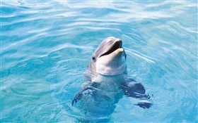 Glücklicher Delphin, blaues Meer