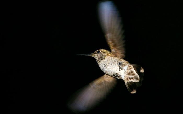 Kolibriflug, schwarzer Hintergrund Hintergrundbilder Bilder