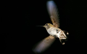 Kolibriflug, schwarzer Hintergrund