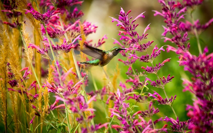 Kolibri, rosa Blüten Hintergrundbilder Bilder