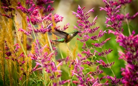 Kolibri, rosa Blüten HD Hintergrundbilder