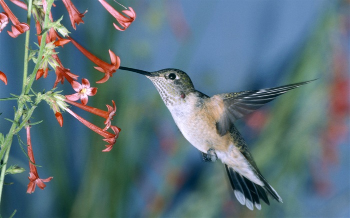Kolibri, rote Blumen Hintergrundbilder Bilder