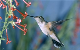 Kolibri, rote Blumen