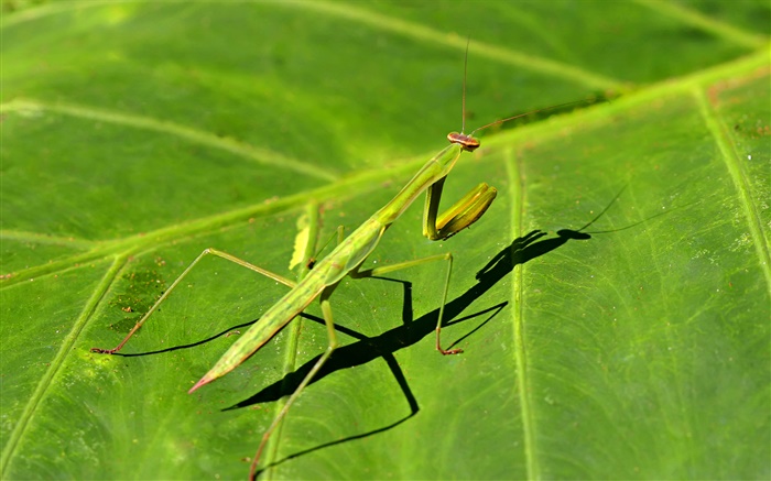 Insekt close-up, mantis Hintergrundbilder Bilder
