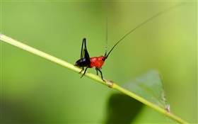 Insekt Cricket close-up HD Hintergrundbilder