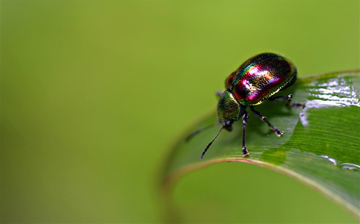 Insect scarab Hintergrundbilder Bilder