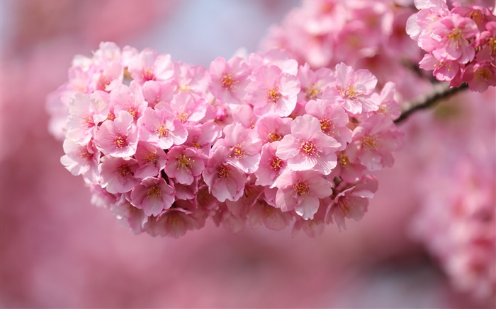 Japan Sakura, Zweige, rosa Blüten, Bokeh Hintergrundbilder Bilder