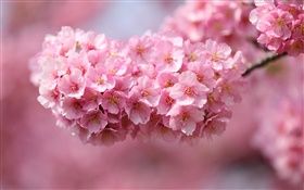Japan Sakura, Zweige, rosa Blüten, Bokeh