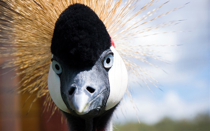 Japanese crane Gesicht Hintergrundbilder Bilder