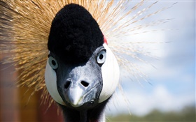 Japanese crane Gesicht