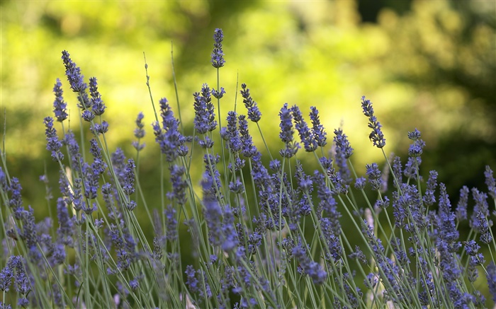 Lavendel-Blumen close-up, Bokeh Hintergrundbilder Bilder