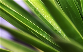 Blatt, grüne Blätter, Wassertropfen HD Hintergrundbilder