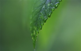 Blatt Seite close-up, Wasser, grünen Hintergrund HD Hintergrundbilder