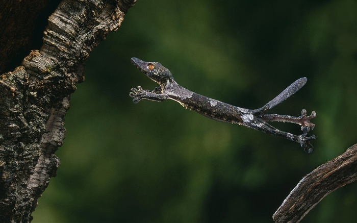 Blatt-angebundener Gecko Hintergrundbilder Bilder