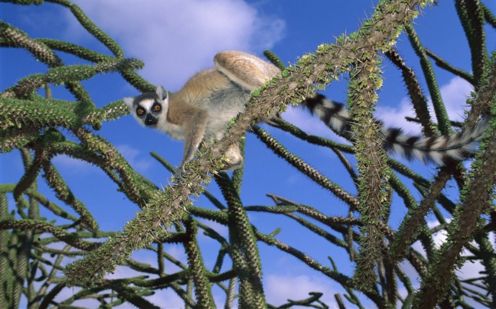 Lemur im Baum Hintergrundbilder Bilder
