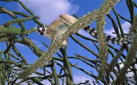 Lemur im Baum HD Hintergrundbilder