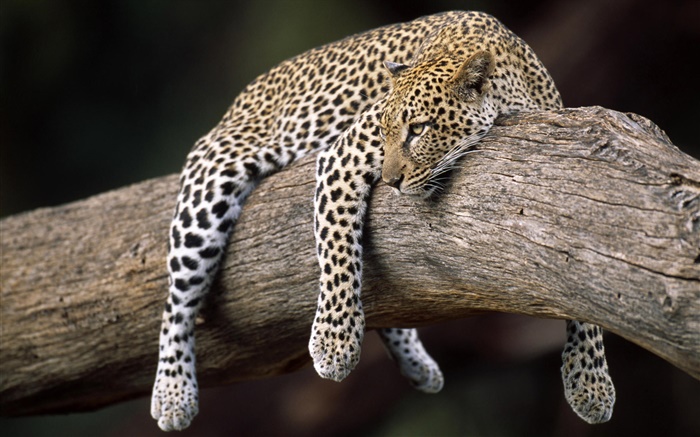 Leopard im Baum Hintergrundbilder Bilder