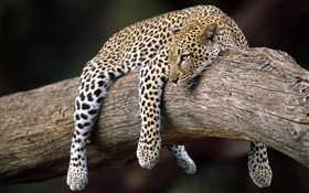 Leopard im Baum HD Hintergrundbilder