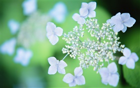 Hellblau Blumen, verschwommen Hintergrund HD Hintergrundbilder