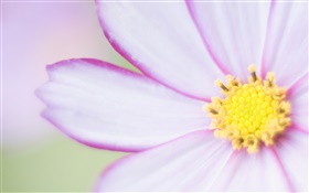 Licht lila Blüte Nahaufnahme, Blütenblätter HD Hintergrundbilder