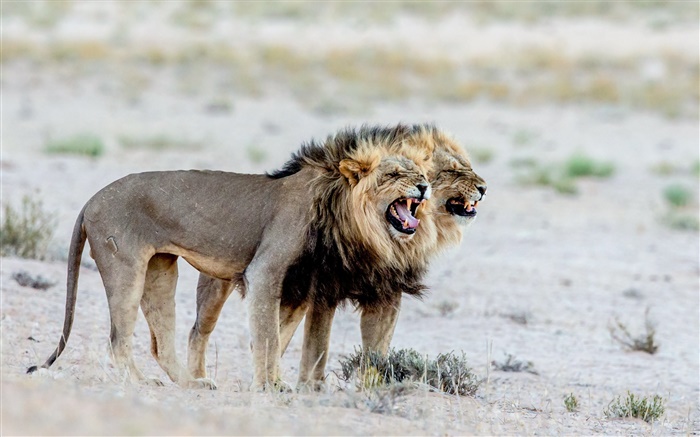 Löwen, Afrika Hintergrundbilder Bilder