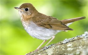 Kleiner Vogel, Kanada