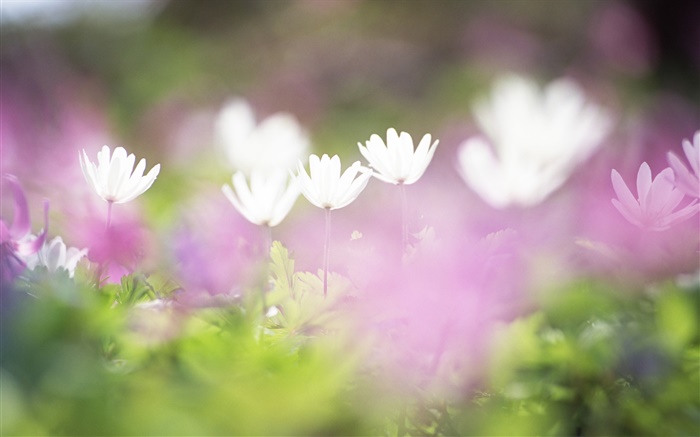 Kleine weiße Blumen close-up, verschwommen Hintergrundbilder Bilder