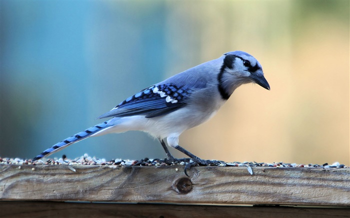 Einsame blauen Vogel Hintergrundbilder Bilder