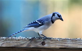 Einsame blauen Vogel HD Hintergrundbilder