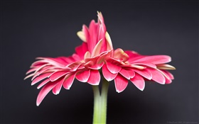 Einsame rosafarbene Blume, schwarzer Hintergrund HD Hintergrundbilder
