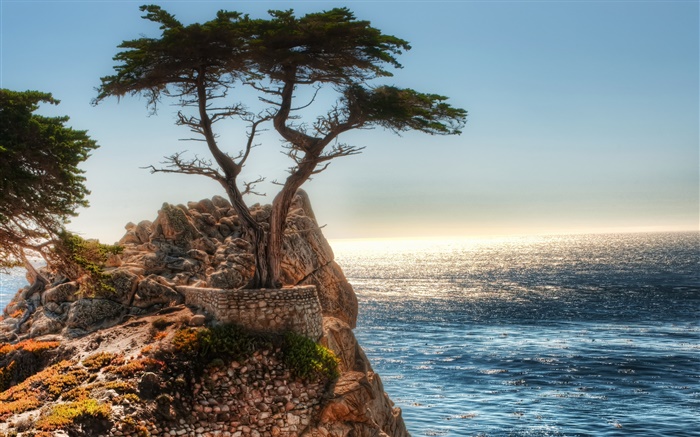 einsamen Baum, Klippe, Küste Hintergrundbilder Bilder